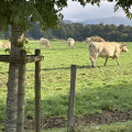 Auritz-Burguete farm (843 visits) Cows grazing in Auritz-Burguete Auritz-Burguete farm