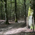 Wooded section of today's walk (800 επισκέψεις) Wooded section of today's walk