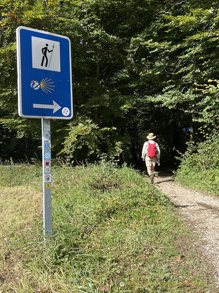 Walking through forests at Auritzberri Espinal