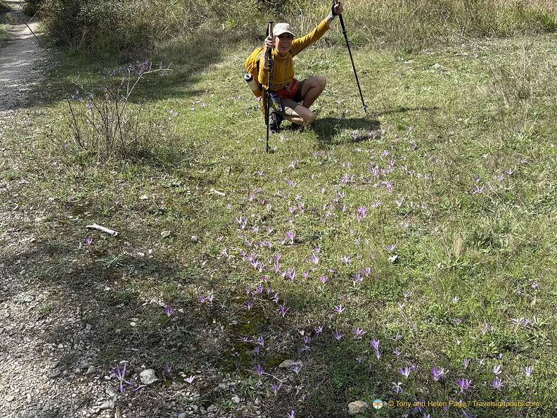 Admiring the crocus flowers