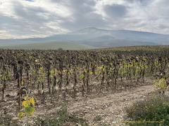 Spent sunflowers