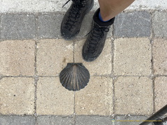 Camino scallop shell