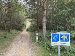 A walk in the woods