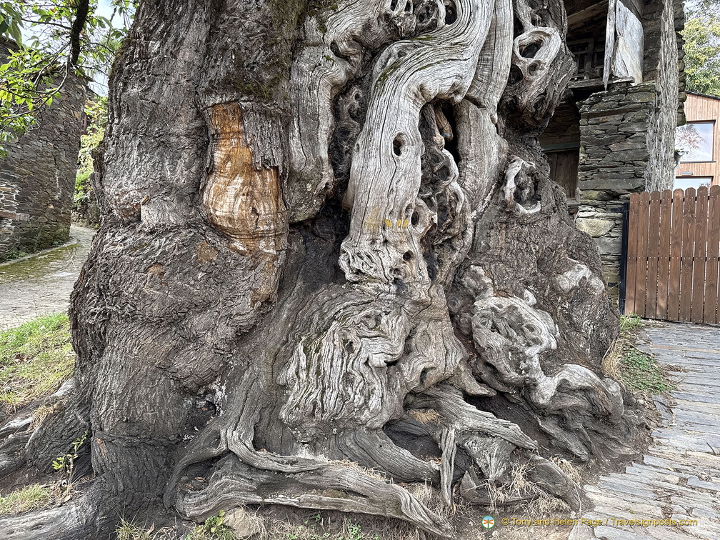 Amazing tree trunk (763 visits) Amazing tree trunk