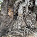 Amazing tree trunk (763 visits) Amazing tree trunk