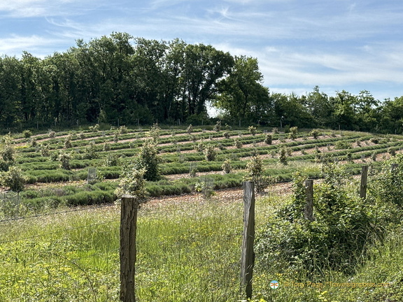 Gouffre-de-Padirac IMG 0814