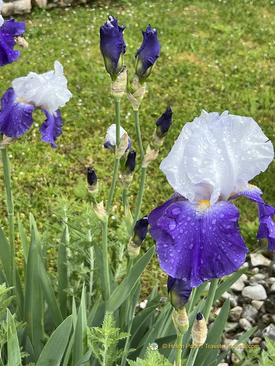 Loubressac IMG 6429 (333 visite) Loubressac IMG 6429