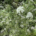 Rocamadour IMG 6486 (348访问量) Rocamadour IMG 6486