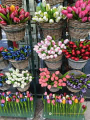 Keukenhof IMG 6006