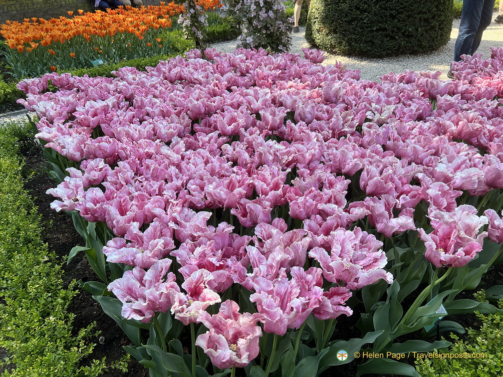 Keukenhof IMG 6008