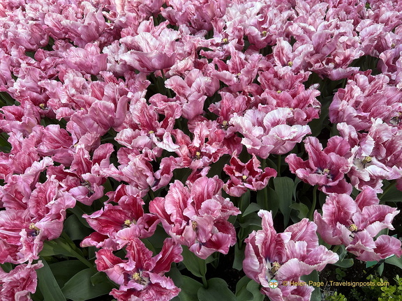 Keukenhof IMG 6009 (被訪問過 308 次) Keukenhof IMG 6009