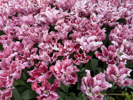 Keukenhof IMG 6009