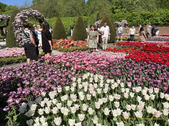 Keukenhof IMG 6010 (被訪問過 252 次) Keukenhof IMG 6010