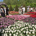 Keukenhof IMG 6010 (309 visits) Keukenhof IMG 6010