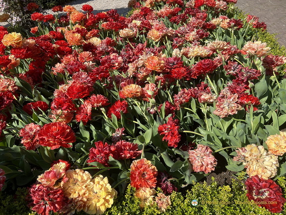 Keukenhof IMG 6012 (被訪問過 296 次) Keukenhof IMG 6012