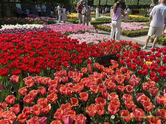 Keukenhof IMG 6013 (被訪問過 298 次) Keukenhof IMG 6013