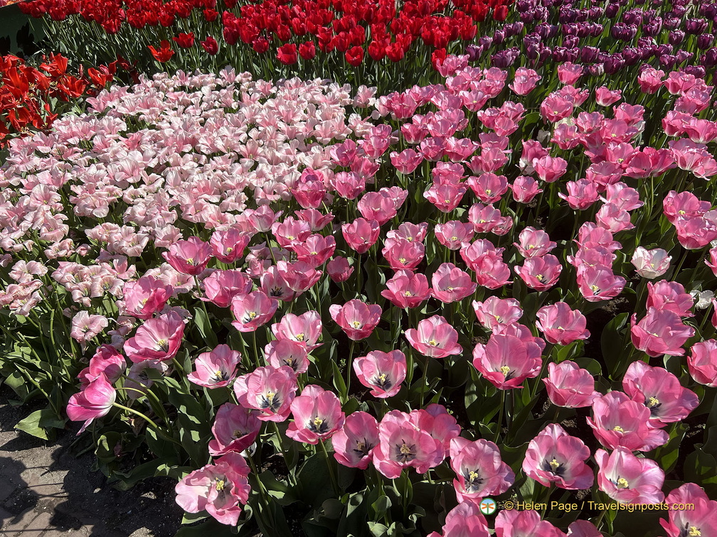 Keukenhof IMG 6014