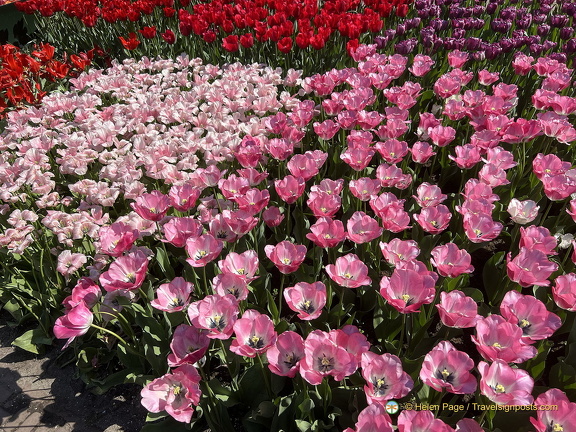 Keukenhof IMG 6014 (被訪問過 304 次) Keukenhof IMG 6014