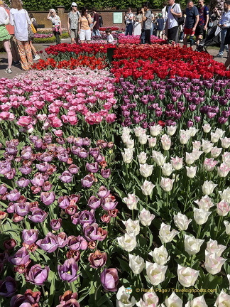 Keukenhof IMG 6015 (被訪問過 298 次) Keukenhof IMG 6015