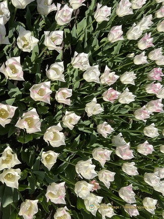 Keukenhof IMG 6016 (被訪問過 307 次) Keukenhof IMG 6016