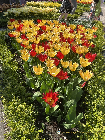 Keukenhof IMG 6020 (317 visits) Keukenhof IMG 6020