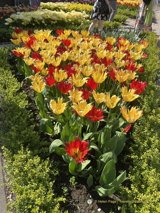Keukenhof IMG 6020 (被訪問過 317 次) Keukenhof IMG 6020