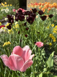 Keukenhof IMG 6021