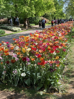 Keukenhof IMG 6022