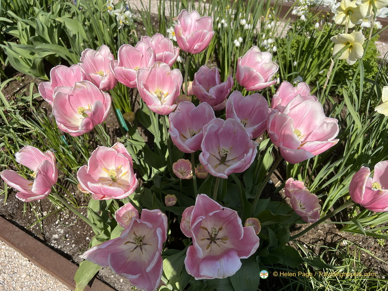 Keukenhof IMG 6023 (301 visits) Keukenhof IMG 6023