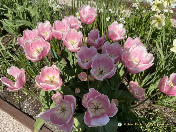 Keukenhof IMG 6023 (303 visits) Keukenhof IMG 6023
