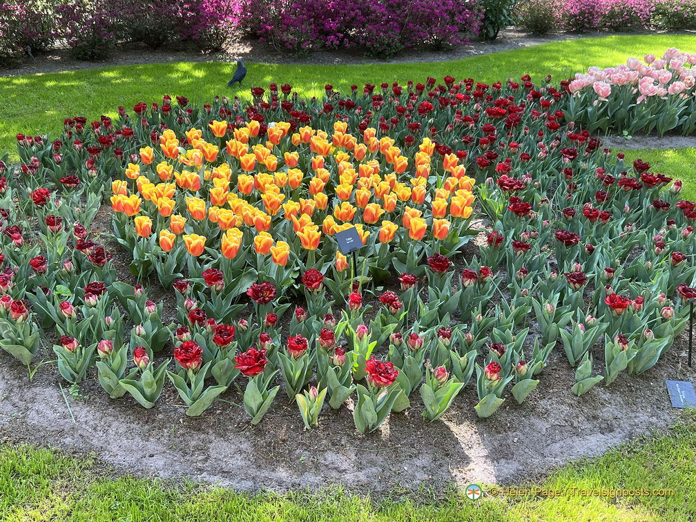 Keukenhof IMG 6028 (311 بازدید) Keukenhof IMG 6028