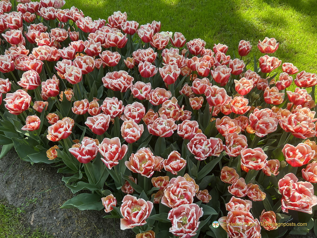 Keukenhof IMG 6030 (283 بازدید) Keukenhof IMG 6030