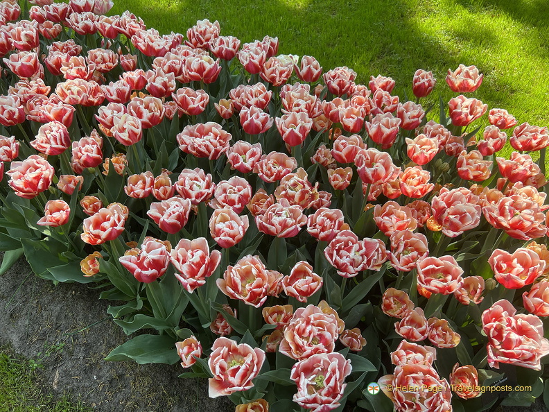 Keukenhof IMG 6030 (283 visits) Keukenhof IMG 6030