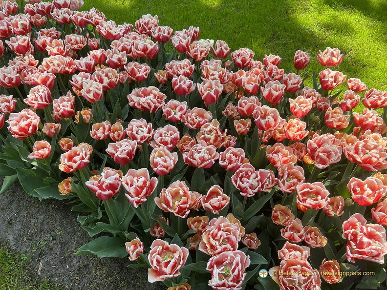 Keukenhof IMG 6031 (294 visits) Keukenhof IMG 6031