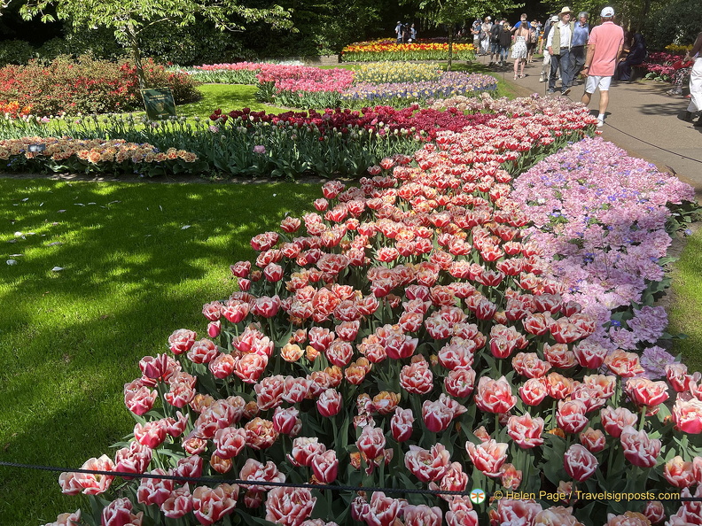 Keukenhof IMG 6032 (308 visits) Keukenhof IMG 6032