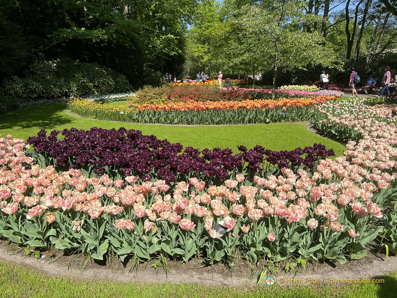 Keukenhof IMG 6033 (308 visits) Keukenhof IMG 6033