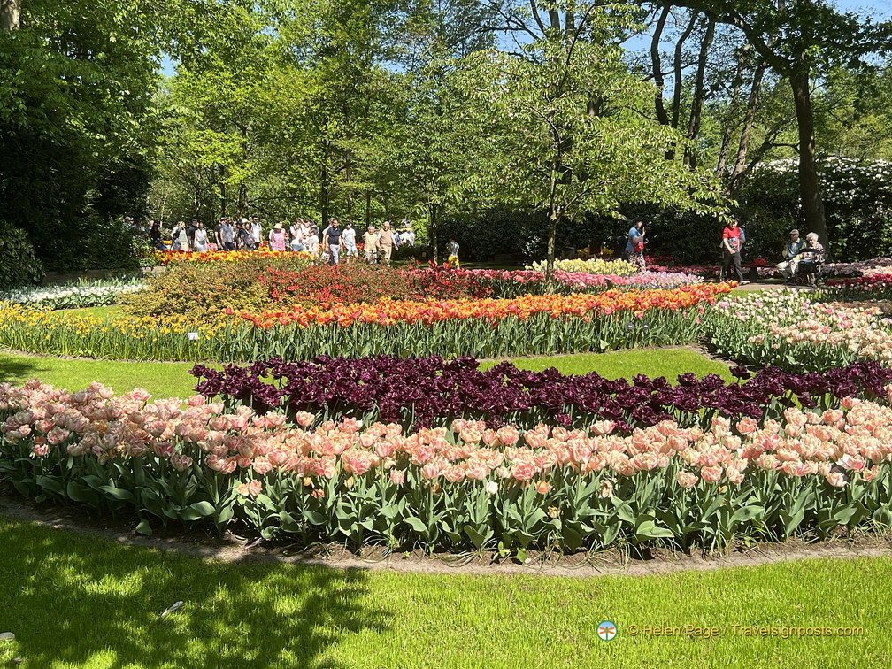 Keukenhof IMG 6034 (310 بازدید) Keukenhof IMG 6034