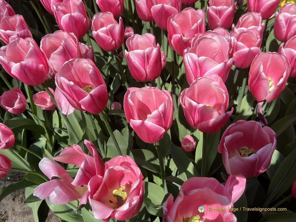 Keukenhof IMG 6036 (293 بازدید) Keukenhof IMG 6036