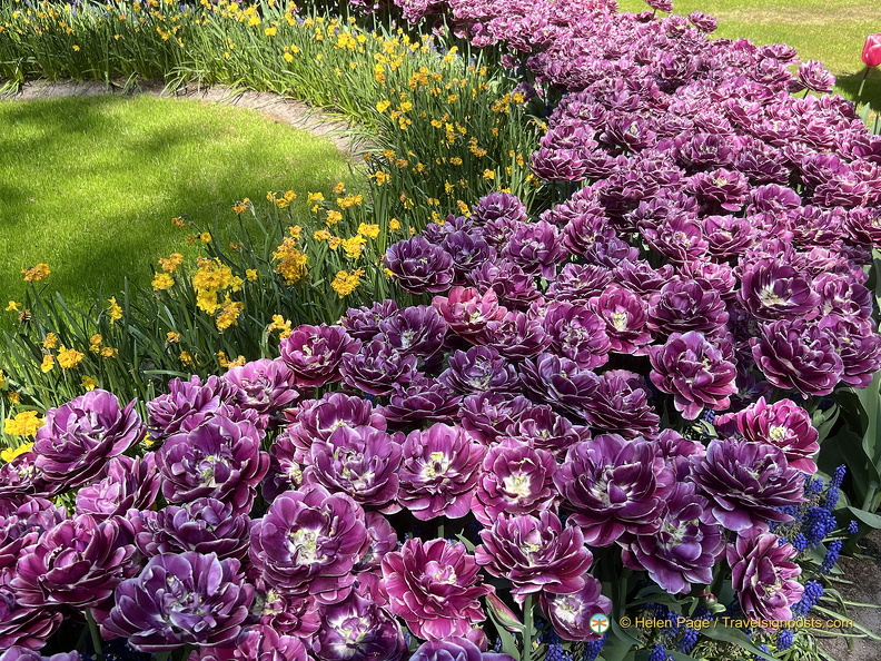Keukenhof IMG 6037 (298 visits) Keukenhof IMG 6037