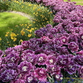 Keukenhof IMG 6037 (298 odwiedzin) Keukenhof IMG 6037