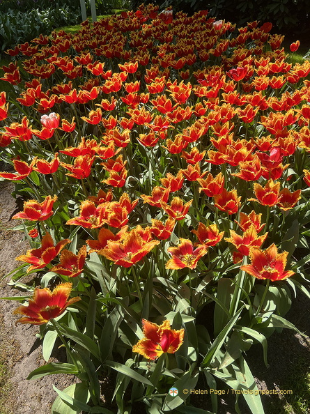 Keukenhof IMG 6046 (298 visits) Keukenhof IMG 6046