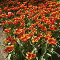 Keukenhof IMG 6046 (298 odwiedzin) Keukenhof IMG 6046