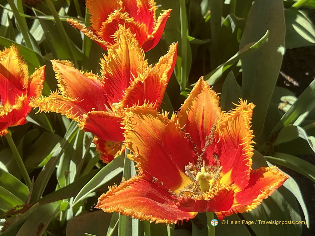 Keukenhof IMG 6047 (被訪問過 298 次) Keukenhof IMG 6047