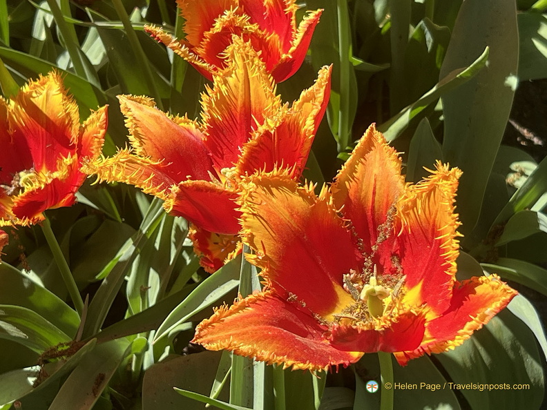 Keukenhof IMG 6048 (312 visits) Keukenhof IMG 6048