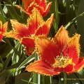 Keukenhof IMG 6048 (312 odwiedzin) Keukenhof IMG 6048