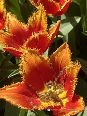 Keukenhof IMG 6049
