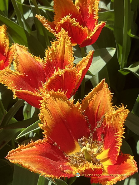Keukenhof IMG 6050 (297 visits) Keukenhof IMG 6050