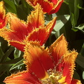 Keukenhof IMG 6050 (297 odwiedzin) Keukenhof IMG 6050