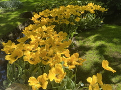 Keukenhof IMG 6051