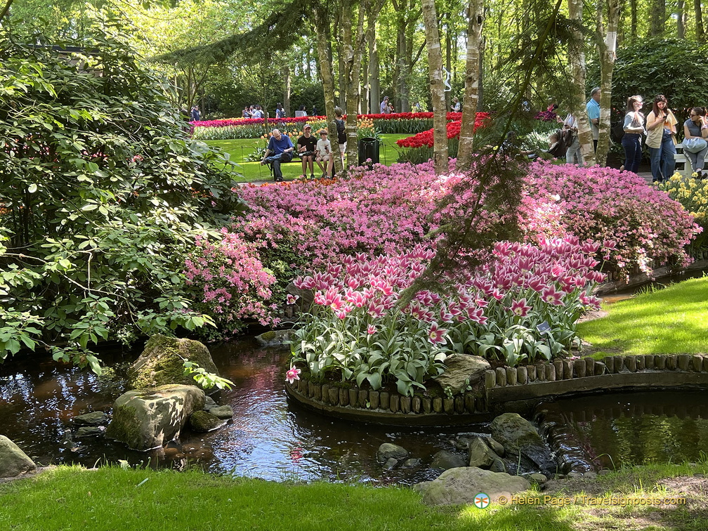 Keukenhof IMG 6053 (被訪問過 288 次) Keukenhof IMG 6053